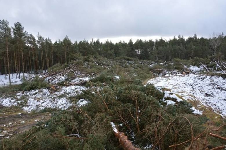 Prokuratura postawiła zarzuty dwóm osobom w sprawie nielegalnej wycinki drzew w Łebie