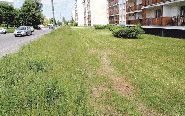 Jeden trawnik, dwóch właścicieli. Dlatego przy samej drodze przy ul. Bosmańskiej rośnie wysoka trawa, a ta obok jest wykoszona. 