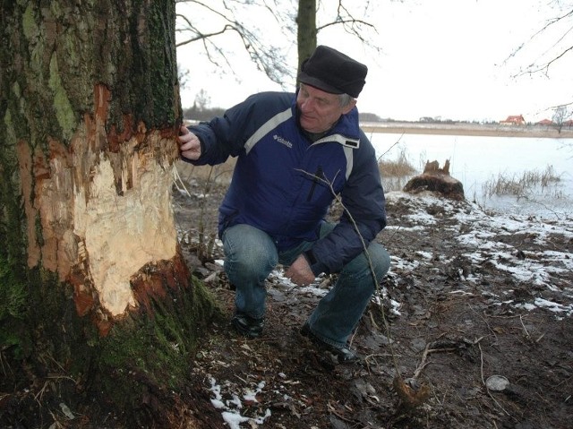 Józef Wojciechowski pokazuje świeże ślady pozostawione przez bobry. Na drugim planie wystający kikut 