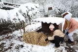 Ciepła buda dla psa. Pomóżmy zwierzętom przetrwać zimę (WIDEO) 