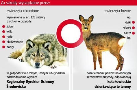 Kto odpowiada za szkody wyrządzone przez dzikie zwierzęta