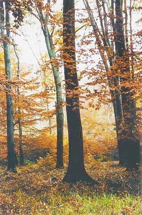 Rezerwat "Tęczynów&#8221; w leśnictwie Kalinów porasta buczyna niżowa oraz grąd subkontynentalny. Niektóre z buków mają około 140 lat. W rezerwacie rosną też lipy i sosny.