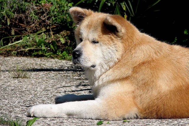 Chłopca pogryzł pies rasy akita inu. Zdjęcie ilustracyjne