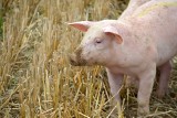 Blisko 15,1 mld złotych na dopłaty bezpośrednie, a 233 mln złotych dla hodowców świń. ARiMR podsumowuje 2021 rok