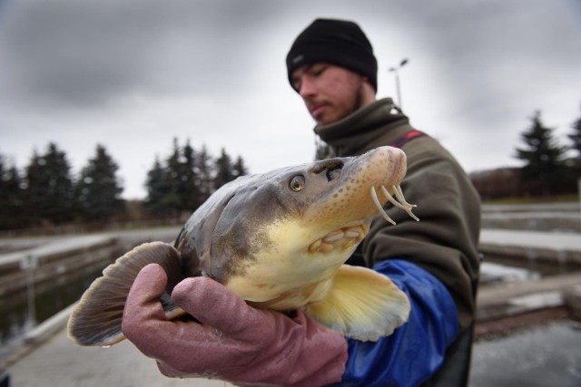 Takie są skutki jedzenia ryb. To mięso zdrowe, które zawiera mnóstwo białka, kwasy omega-3, żelazo, fosfor i mnóstwo innych wartości. Są jednak w mięsie ryb także niebezpieczne substancje. Czy można jeść surowe ryby? Co warto kupować i zjadać pangę? Czy małe dzieci powinny jeść ryby? Odpowiadamy na te pytania Sprawdzamy, kto nie powinien jeść ryb, jakie gatunki najlepiej spożywać i w jaki sposób unikać ich przygotowania >>>Na następnych zdjęciach kolejne informacje. Aby przejść do galerii, przesuń zdjęcie gestem lub naciśnij strzałkę w prawo.