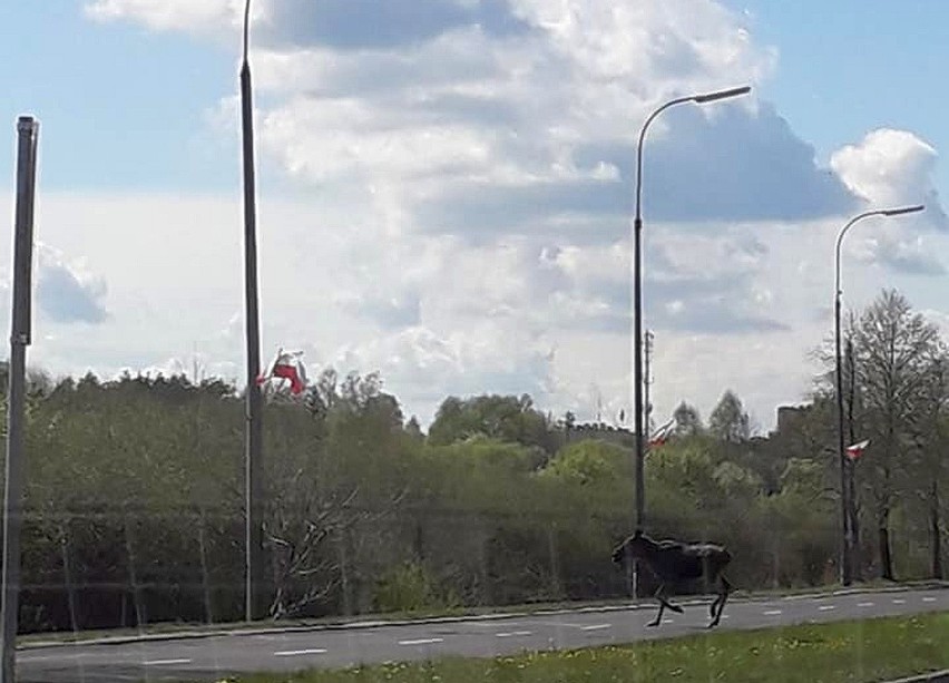 Białystok, aleja Jana Pawła II. Pięć łosi przechodziło przez...