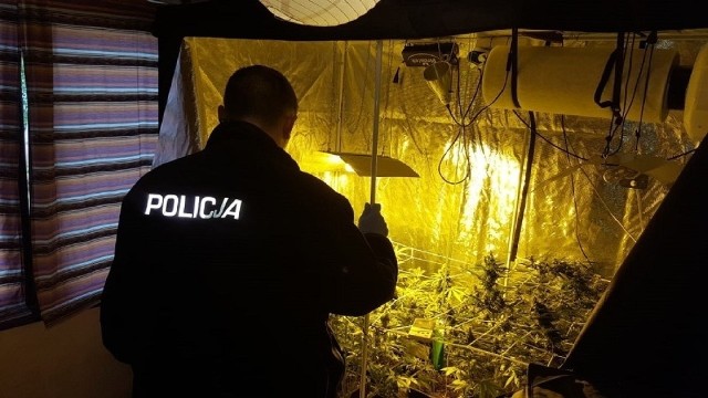 Policjant uprawiał... marihuanę
