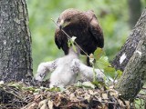 Orlik grubodzioby. Bardzo ciężko go zobaczyć