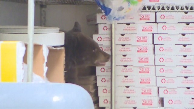 Mały niedźwiadek został znaleziony w jednej z amerykańskich pizzerii.