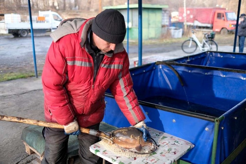 Polowanie na karpie rozpoczęte. Ile kosztują?...