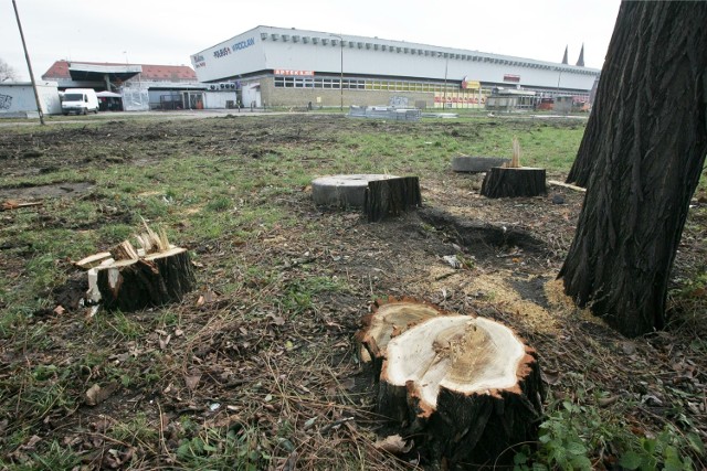 W okolicach dworca PKS wycięto ponad 100 drzew