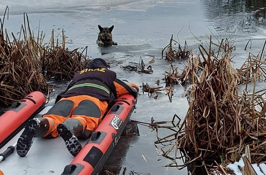 Strażacy z Czaplinka uratowali psa, który wszedł na...