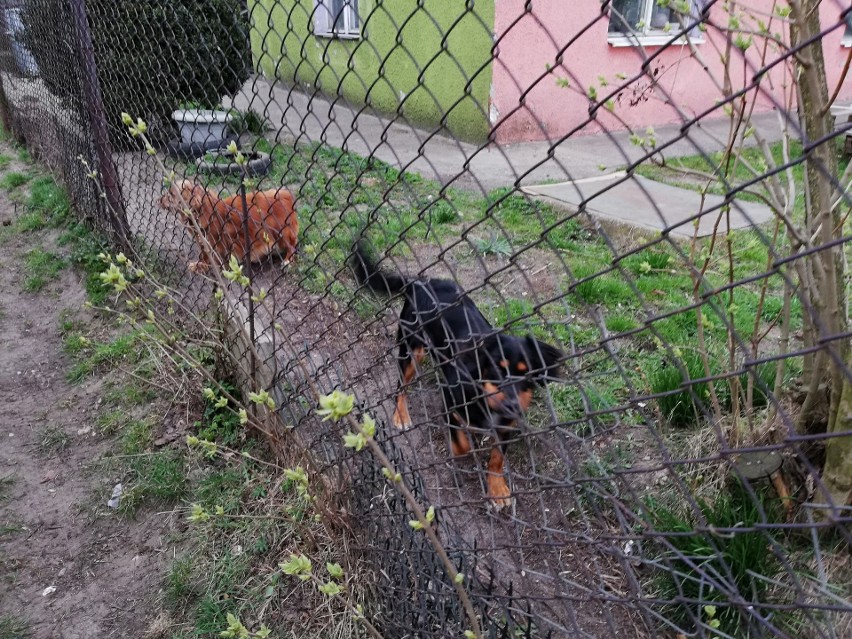 Porzucone psy w Gdyni. Zwierzęta przez około dwa miesiące przebywały na posesji bez wody i jedzenia [zdjęcia]