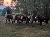 Dzikie krowy uciekły z Ośrodka Edukacji Przyrodniczej w Umianowicach 