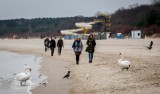 Znów Boże Narodzenie bez śniegu? Dlaczego zima nie jest już taka, jak dawniej? Czy w ogóle zobaczymy jeszcze w Polsce śnieg? Sprawdzamy!