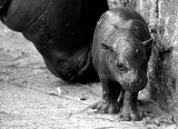 We wrocławskim zoo zdechł hipopotam. Żył zaledwie trzy tygodnie