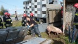 Ciężarówka ze świniami przewróciła się na rondzie. Zwierzęta rozbiegły się po okolicy [ZDJĘCIA+FILM]