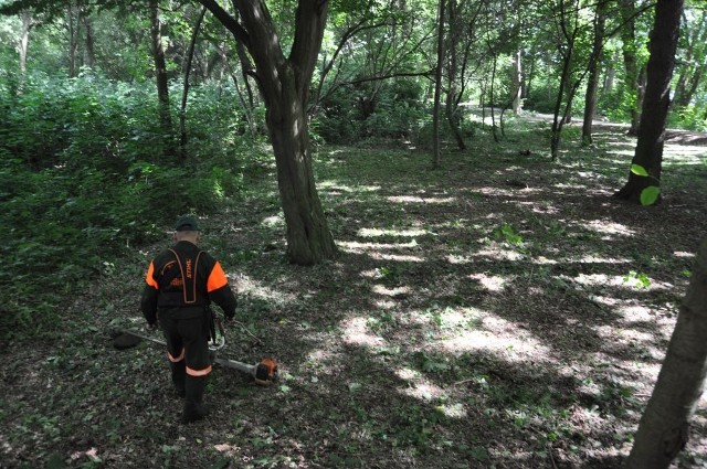 Ekipa PGK porządkuje park wokół Kwadratu z myślą o psim wybiegu.