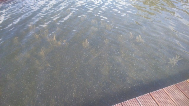 Nasi czytelnicy pytają, czy z basenu w jeziorze Lednik usunięte zostanie zielsko?