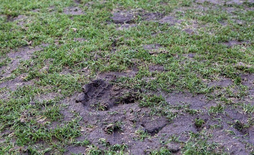 Prace kosmetyczne na murawie stadionu Pogoni Szczecin.