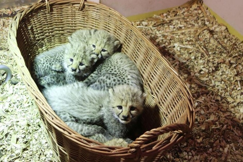 Niecodzienne narodziny w gdańskim zoo. Na świat przyszło pięć gepardów grzywiastych!