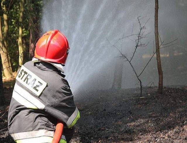 Zagrożenie pożarowe w lasach jest coraz większe.