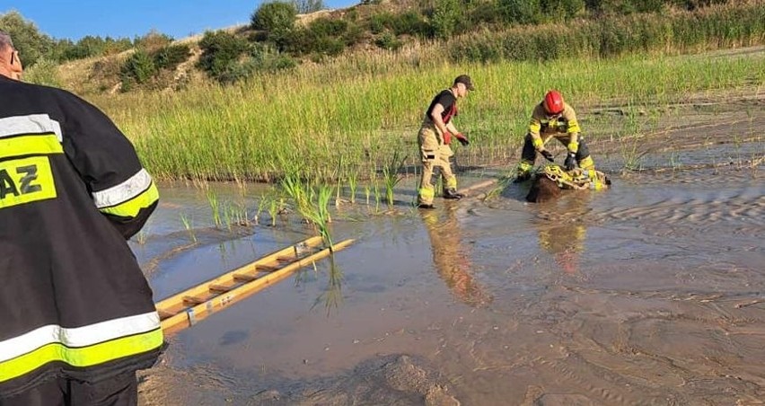 Strażacy uratowali łosia, który utknął w zbiorniku wodnym w gminie Troszyn. 11.09.2023. Zdjęcia