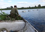 Prostyń. Platformy lęgowe dla rybitw na Bużysku w Prostyni. Zdjęcia