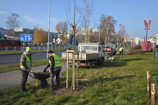 Sadzenie drzew na trawnikach w Alejach Jana Pawła II, jak widać, drzewa są dobrze wyrośnięte i zabezpieczone palikami