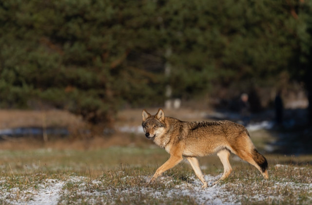 Wilki w Białowieży! Jeśli nie odstraszanie to może odłowienie. Szukają sposobu na chodzącego po ulicach wilka (zdjęcia)