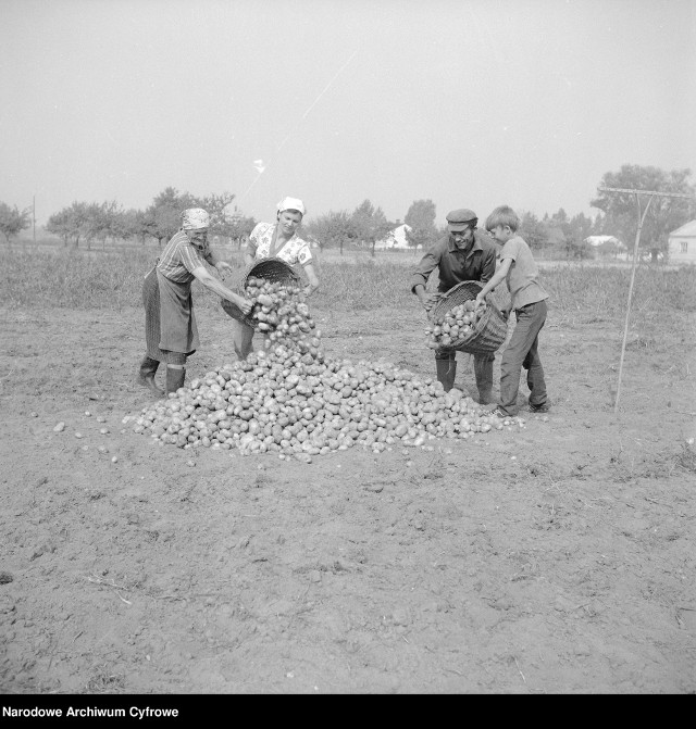 Wykopki ziemniaków we wsi Majdan, 1975