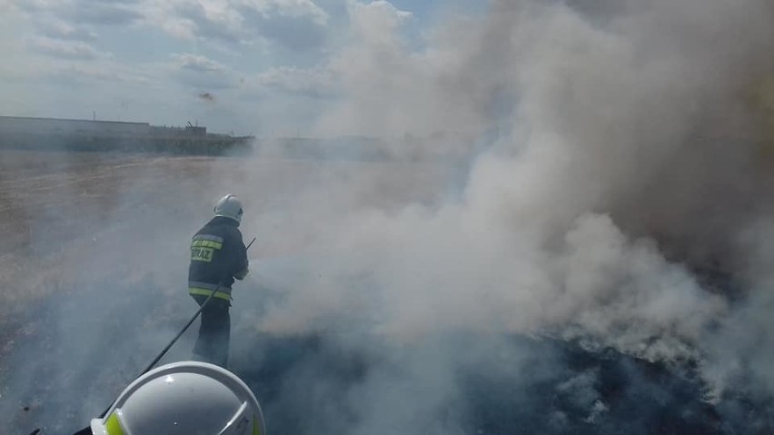 Duży pożar pod Wrocławiem. Płonęło 1,5 hektara terenu (ZDJĘCIA)