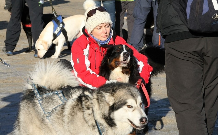 Pomorski Puchar Dogtrekkingu w Gdyni. Psy i ich właściciele maszerowali Polanką Redłowską [ZDJĘCIA]