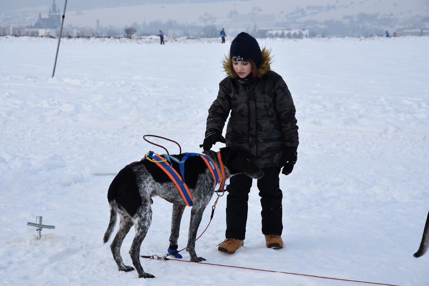 Nowy Targ: Każdy dzieciak mógł się za darmo przejechać psim zaprzęgiem [ZDJĘCIA]