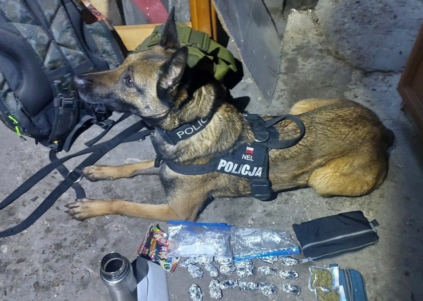 Nel to policyjny pies służbowy z jednostki w Starogardzie...
