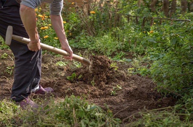 Czy można uprawiać ogród bez regularnego przekopywania ziemi? Można. Ale jest kilka rzeczy, o które trzeba zadbać.