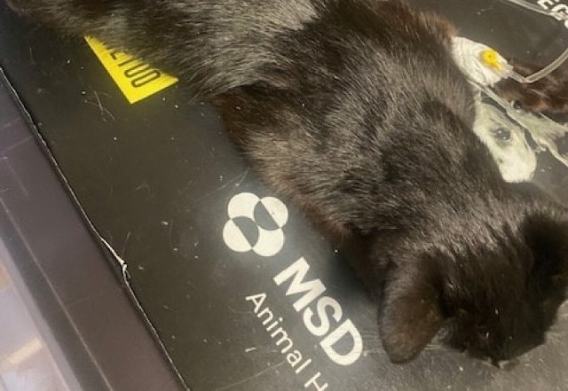 Kaliskie Help Animals zostało poinformowane przez działkowiczów Ogrodu Działkowego Relaks na Szałe, że od dłuższego czasu znajdują martwe koty na terenie swoich działek.Więcej zdjęć ---->