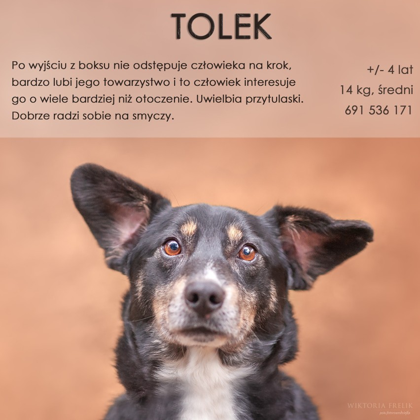 Psy ze schroniska w Małym Bożym na wyjątkowej wystawie fotografii w Białobrzegach. Szukają domów. Zobacz, może któregoś przygarniesz 