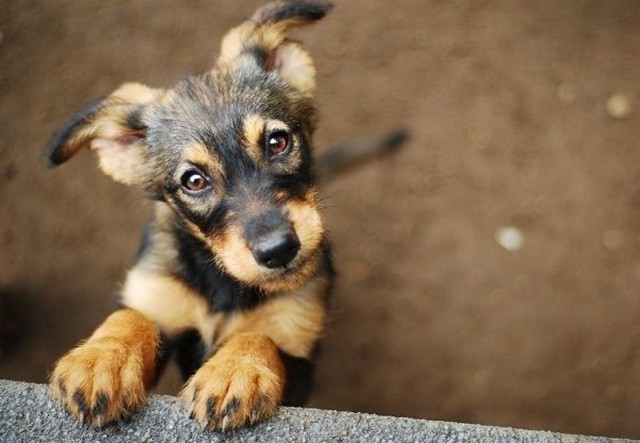 W poniedziałek o godz. 14.30, wolontariusze kołobrzeskiego schroniska dla bezdomnych zwierząt będą namawiać do adopcji schroniskowych podopiecznych. 