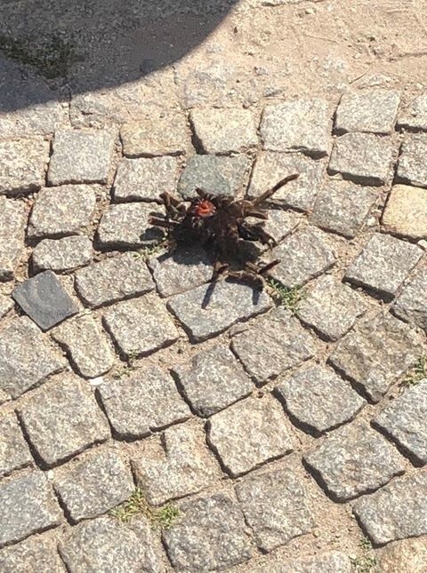 Zgłoszenie na policję: Groźne pająki w centrum Wrocławia! (ZDJĘCIA)
