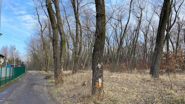 Drzewa oznaczone do wycinki w Lasku Alfreda.Zobacz kolejne zdjęcia. Przesuwaj zdjęcia w prawo - naciśnij strzałkę lub przycisk NASTĘPNE