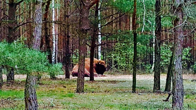 Żubr dość często spotykany jest na różnego rodzaju polanach. Tym razem pojawił się w okolicach Lipek Wielkich. Zdjęcia odpoczywającego zwierza przysłała do redakcji "Gazety Lubuskiej" nasza czytelniczka Kaja. Bardzo dziękujemy!Zobacz również: Żubr w lesie między Dobrojewem a GościnowemPrzeczytaj też:   Wypadek na dożynkach w Suchlicy. Uczestnik dachował ciągnikiem