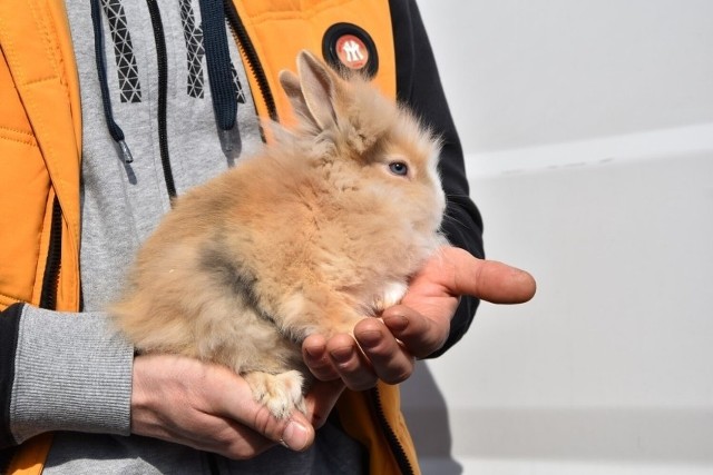 Tłumy w niedzielę na targu zwierzęcym w Sławnie. Spory wybór zwierząt. Zobacz, co można kupić i za ile na targowisku? ZDJĘCIA