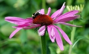 Ekstrakt z Echinacei pozyskiwany jest z korzeni i soku wyciśniętego z rośliny.