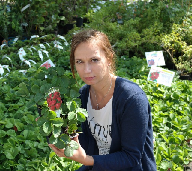 Czas na sadzenie truskawek. Jakie odmiany i jak uprawiać?- ‘Ambrozja’ - odmiana truskawki, której owoce mają smak poziomki - mówi Magda Bolechowska z ACM Agrocentrum.