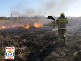 Strażacy ze Złocieńca gasili pożar trzcinowiska [zdjęcia]