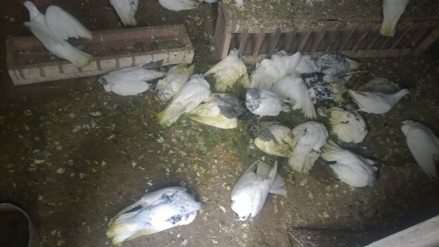 Gołębnik, w którym znalazły się martwe ptaki