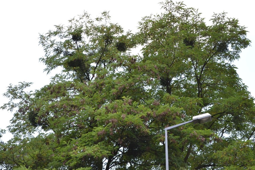 Szpital zamierza wyciąć ponad 50 drzew