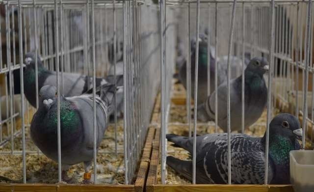 Na wystawę trafiło aż 420 gołębi