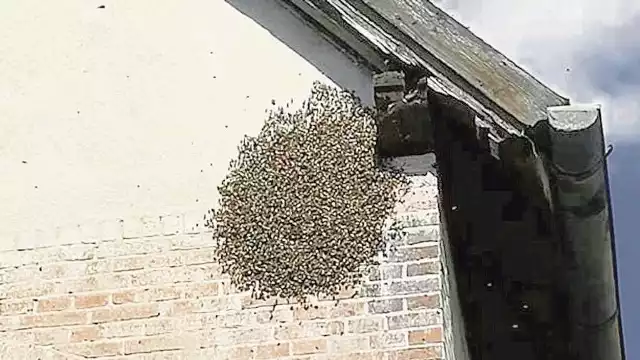 Pszczeli rój na ścianie budynku na osiedlu Kłodnica. Kiedyś w podobnej sytuacji na pomoc przyjeżdżali strażacy, teraz zajmują się tym odpłatnie specjalistyczne firmy.  